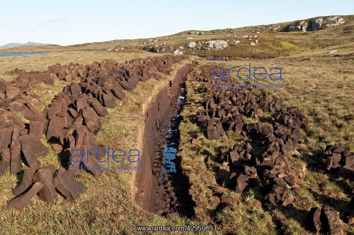 : Peat cutting - with cut peat left to dry for domestic fires : Peat cutting - with cut peat left to dry for domestic fires