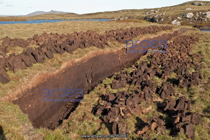 : Peat cutting - peat used for domestic fires : Peat cutting - peat used for domestic fires