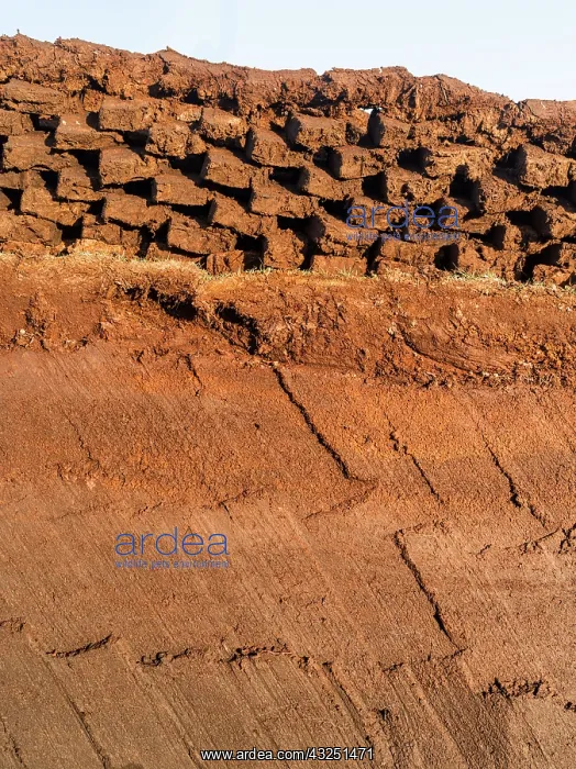 : Peat cutting on Shetland, Scotland. the : Peat cutting on Shetland, Scotland. the