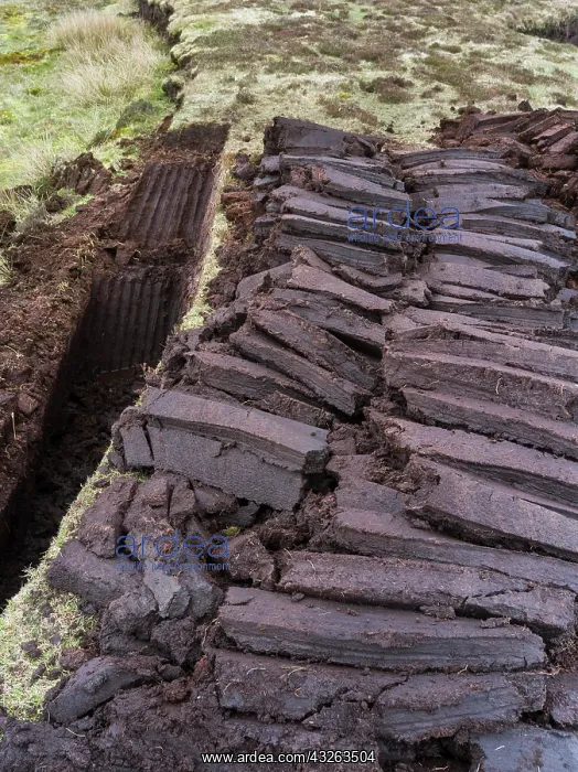 : Peat cutting on Shetland, Scotland. the : Peat cutting on Shetland, Scotland. the