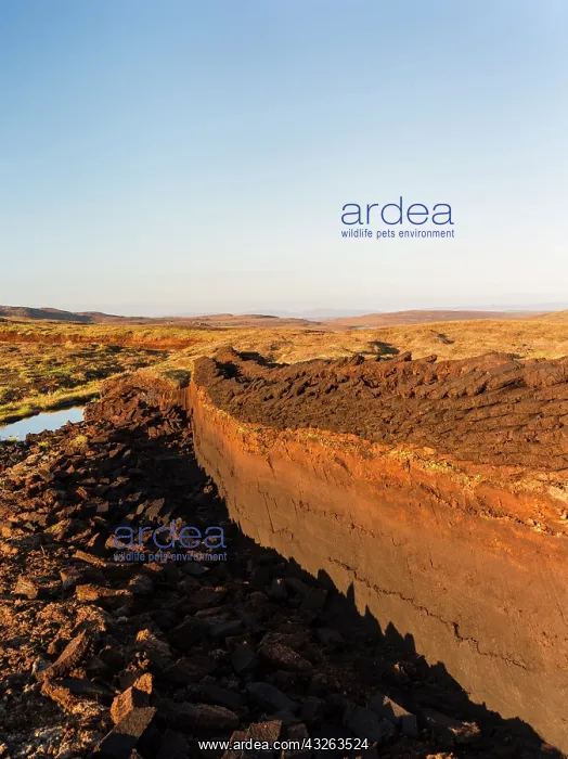 : Peat cutting on Shetland, Scotland. the : Peat cutting on Shetland, Scotland. the