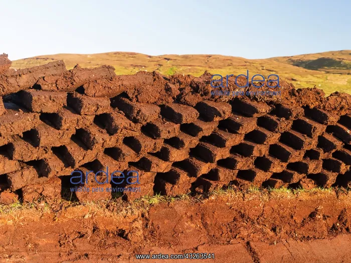 : Peat cutting on Shetland, Scotland. the : Peat cutting on Shetland, Scotland. the