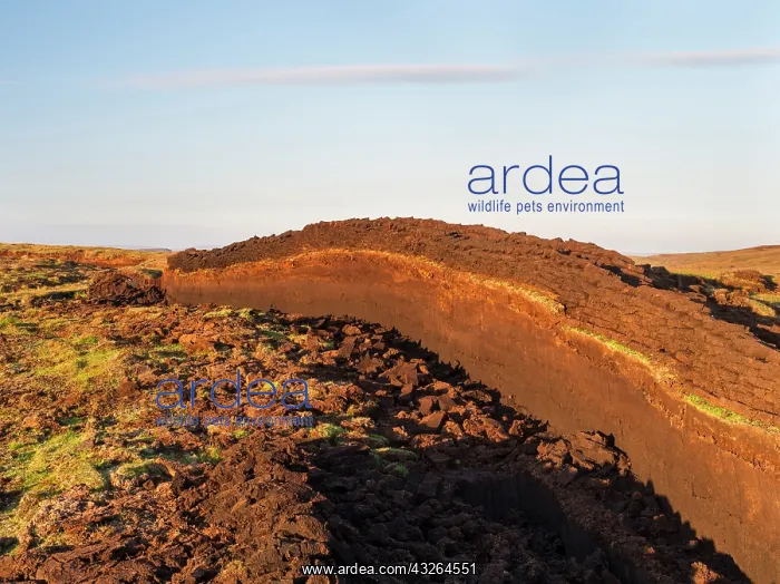 : Peat cutting on Shetland, Scotland. the : Peat cutting on Shetland, Scotland. the