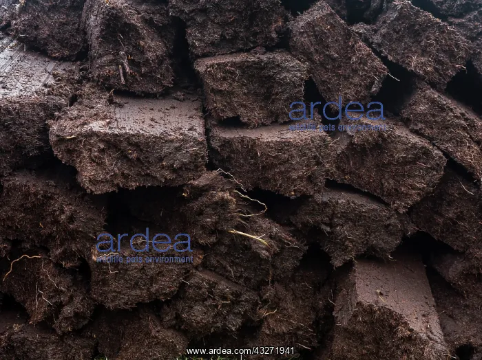 : Peat cutting on Shetland, Scotland. the : Peat cutting on Shetland, Scotland. the