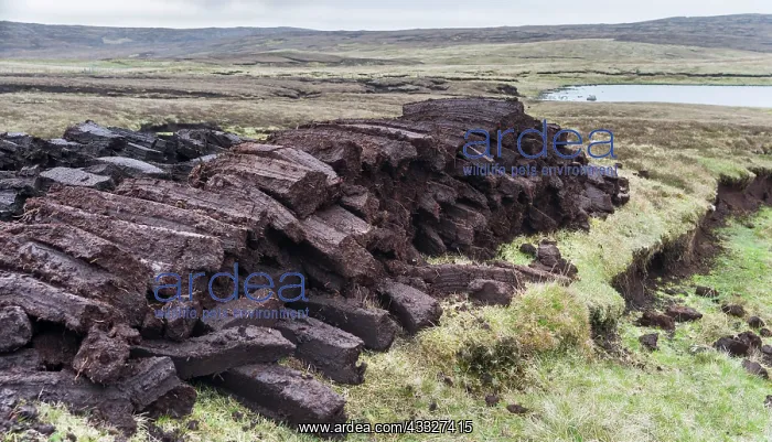 : Peat cutting on Shetland, Scotland. the : Peat cutting on Shetland, Scotland. the