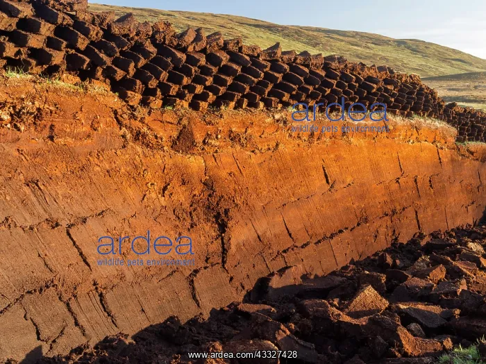 : Peat cutting on Shetland, Scotland. the : Peat cutting on Shetland, Scotland. the
