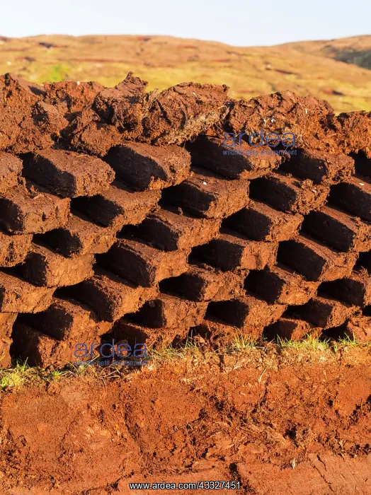 : Peat cutting on Shetland, Scotland. the : Peat cutting on Shetland, Scotland. the