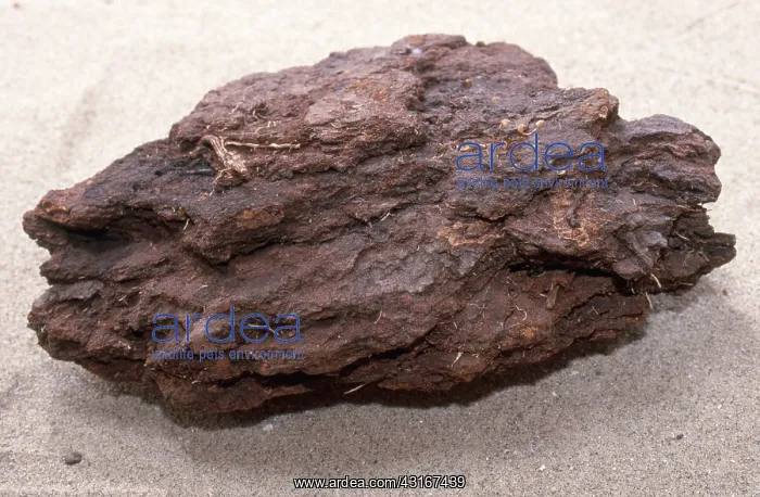 : Peat, the first usable stage of coal, is formed by minimal compression in bogs and swamps : Peat, the first usable stage of coal, is formed by minimal compression in bogs and swamps