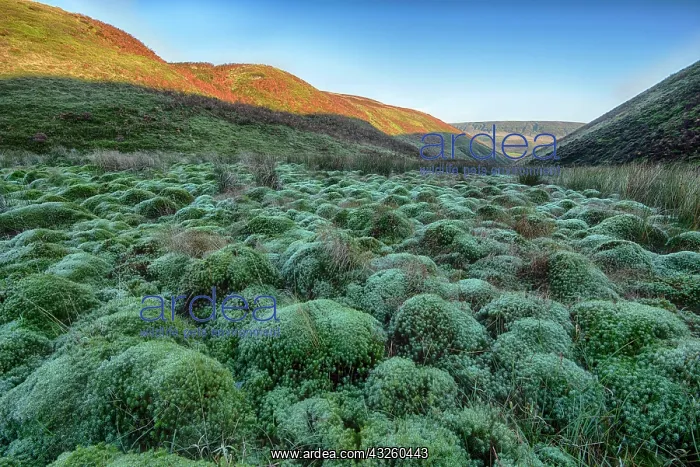 : Peat moss growing in the valley habitat, Trough : Peat moss growing in the valley habitat, Trough