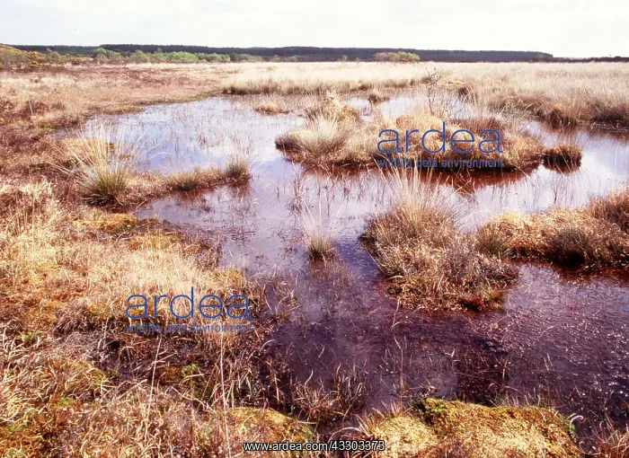 : PEAT - Peat Bog landscape : PEAT - Peat Bog landscape