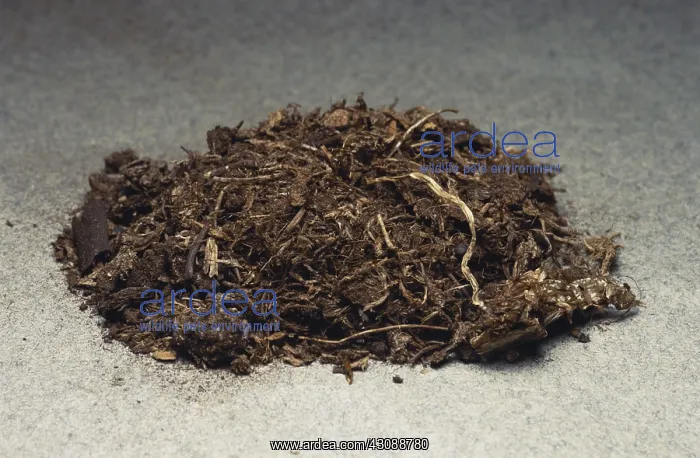  : Peat, unconsolidated organic debris that is the first step towards coal formation