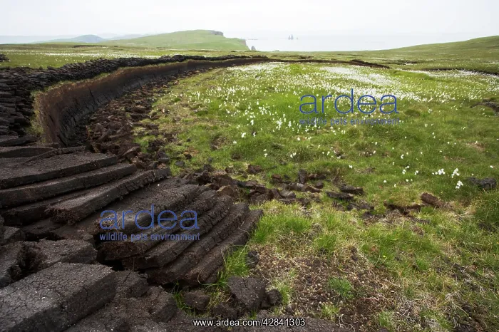 : Peat Working and Cotton Grass with coast beyond : Peat Working and Cotton Grass with coast beyond