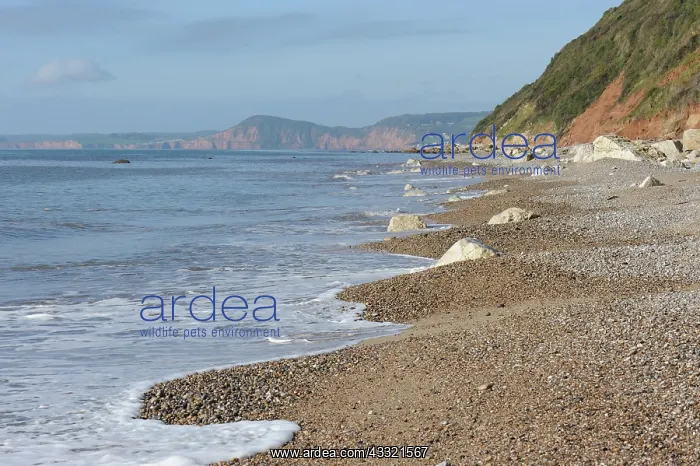 : Pebble beach, Devon : Pebble beach, Devon