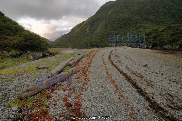 : Pebble beach with driftwood : Pebble beach with driftwood
