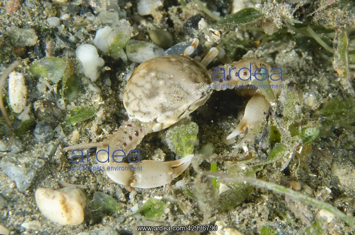 : Pebble Crab - on sand, Night dive - Tasi Tolu dive : Pebble Crab - on sand, Night dive - Tasi Tolu dive