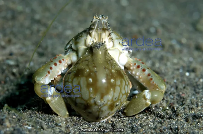 : Pebble Crabs mating : Pebble Crabs mating