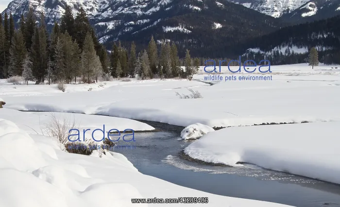 : Pebble Creek in winter, Yellowstone National Pa : Pebble Creek in winter, Yellowstone National Pa