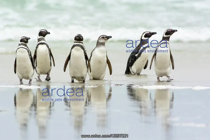 : Pebble Island, Magellanic penguins (Spheniscus magellanicus) : Pebble Island, Magellanic penguins (Spheniscus magellanicus)