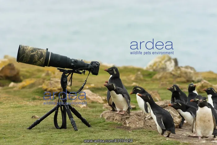 : Pebble Island, Southern Rockhopper Penguins (Eudyptes : Pebble Island, Southern Rockhopper Penguins (Eudyptes