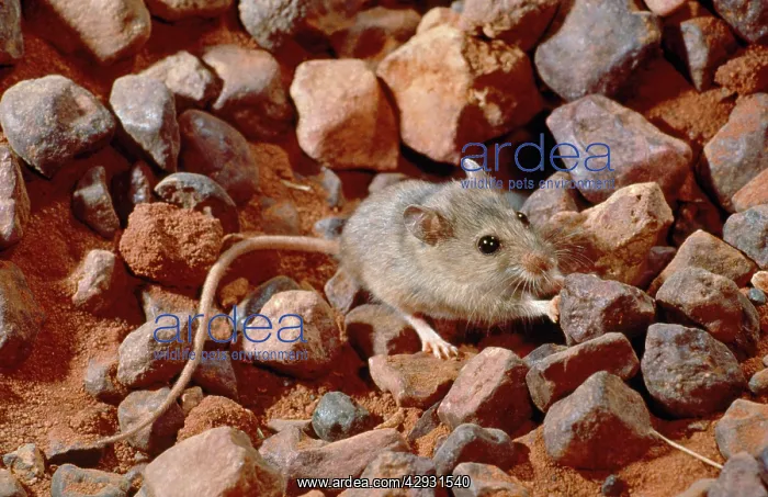: Pebble Mount / Mound Mouse - pushing stone from burrow : Pebble Mount / Mound Mouse - pushing stone from burrow
