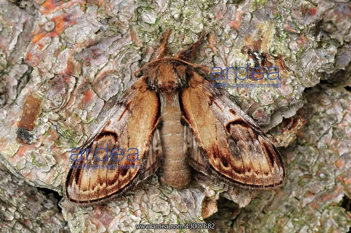  : Pebble Prominent