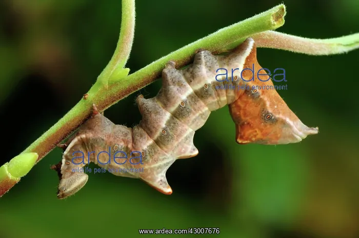 : Pebble Prominent caterpillar : Pebble Prominent caterpillar