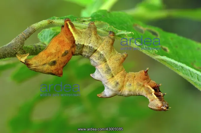 : Pebble Prominent caterpillar : Pebble Prominent caterpillar