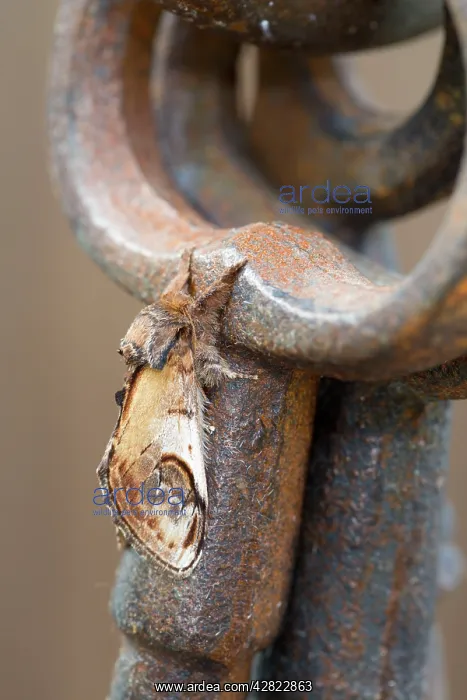 : Pebble Prominent Moth : Pebble Prominent Moth