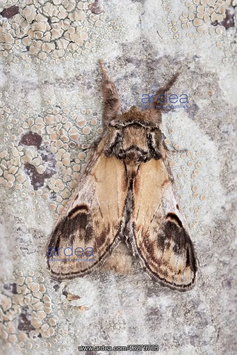  : Pebble Prominent Moth - on lichen covered bark