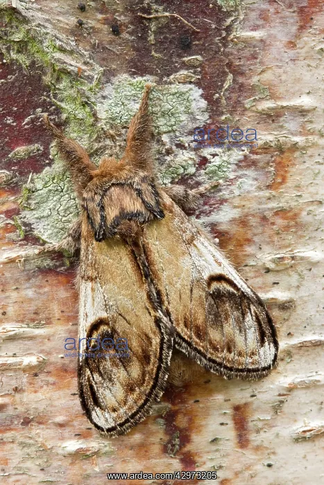 : Pebble Prominent Moth at rest : Pebble Prominent Moth at rest