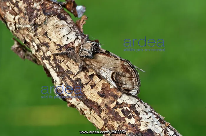 : Pebble prominent Moth - at rest on dead twig : Pebble prominent Moth - at rest on dead twig