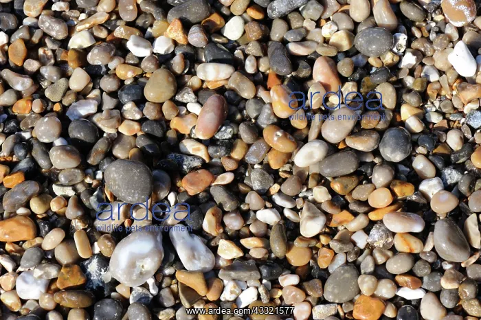 : Pebbles mainly of flint on the beach at Branscombe, East Devon : Pebbles mainly of flint on the beach at Branscombe, East Devon