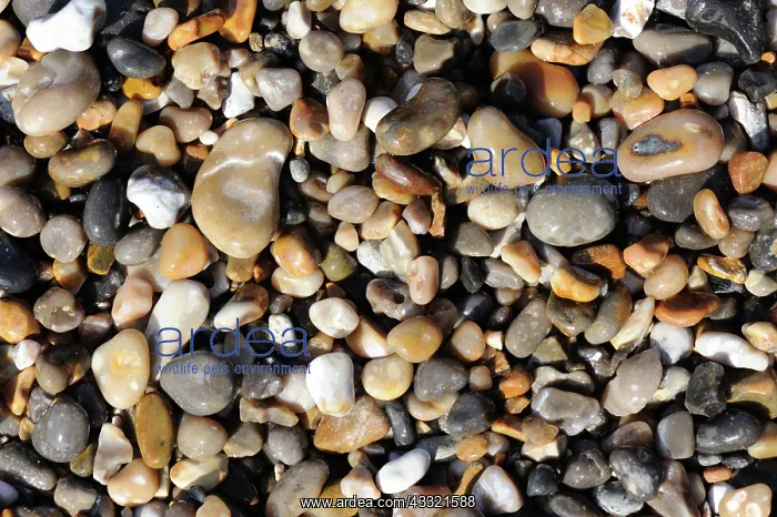 : Pebbles mainly of flint on the beach at Branscombe, East Devon : Pebbles mainly of flint on the beach at Branscombe, East Devon