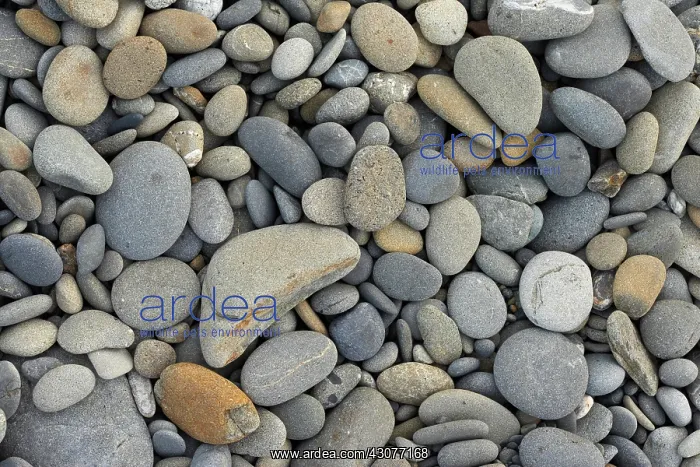 : Pebbles on beach : Pebbles on beach