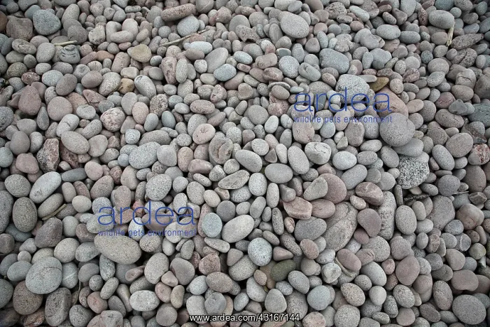 : Pebbles on Beach : Pebbles on Beach