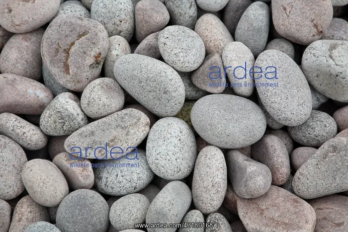 : Pebbles on Beach : Pebbles on Beach