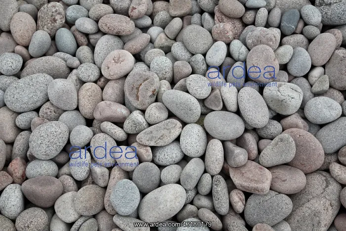 : Pebbles on Beach : Pebbles on Beach