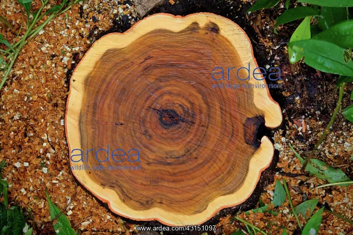 : Pecan tree trunk : Pecan tree trunk