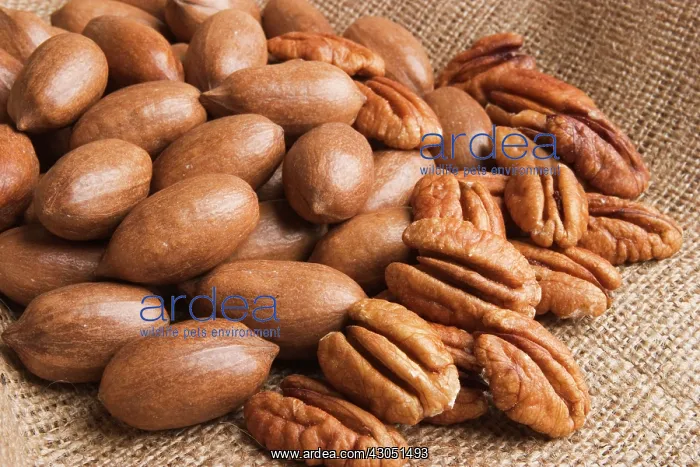 : Pecannut, Carya illinoinensis : Pecannut, Carya illinoinensis