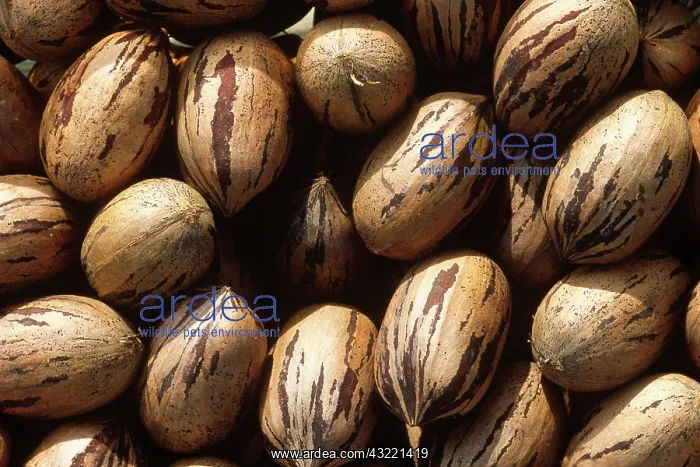 : Pecans. Pecan fruit or nuts (Carya illinoinensis) : Pecans. Pecan fruit or nuts (Carya illinoinensis)