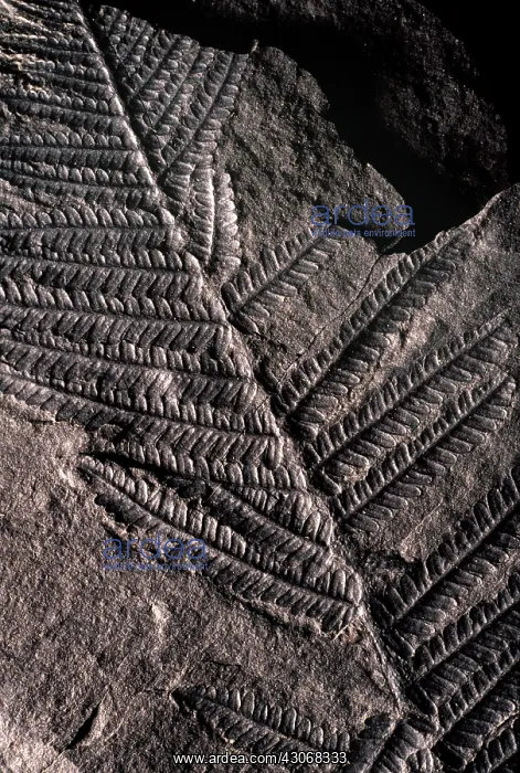 : Pecopteris Fossil : Pecopteris Fossil