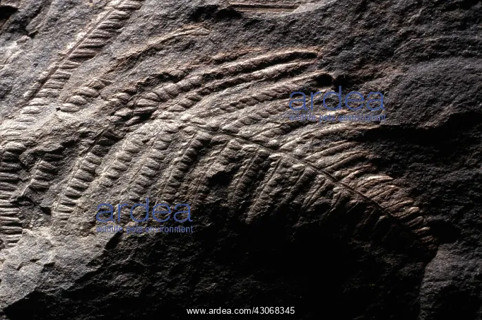 : Pecopteris Fossil : Pecopteris Fossil