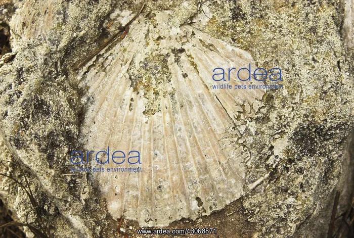 : Pecten Fossil : Pecten Fossil