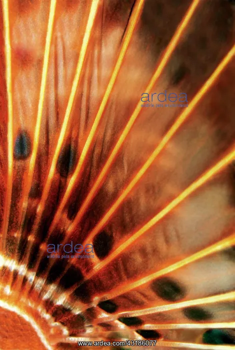 : Pectoral fin, Red Lionfish (Pterois volitans) detail : Pectoral fin, Red Lionfish (Pterois volitans) detail