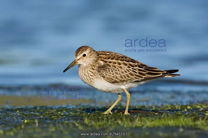 : Pectoral Sandpiper : Pectoral Sandpiper
