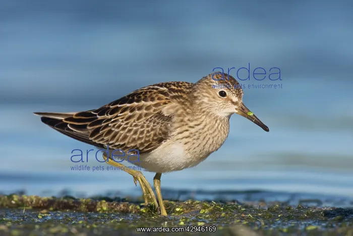 : Pectoral Sandpiper : Pectoral Sandpiper