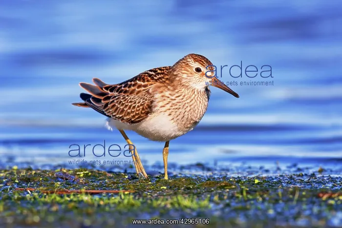 : Pectoral Sandpiper : Pectoral Sandpiper