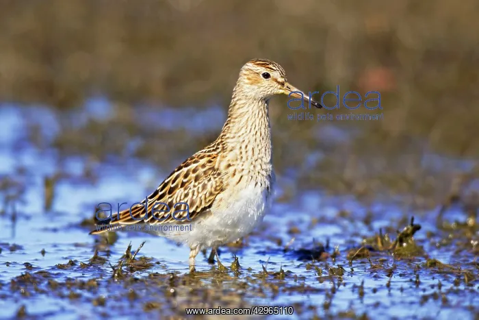 : Pectoral Sandpiper : Pectoral Sandpiper