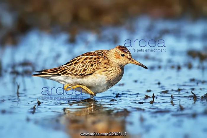 : Pectoral Sandpiper : Pectoral Sandpiper