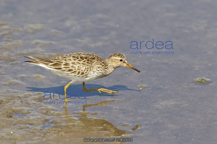 : Pectoral Sandpiper : Pectoral Sandpiper